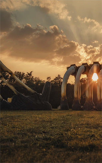 dragon skeleton with a sunset in the background